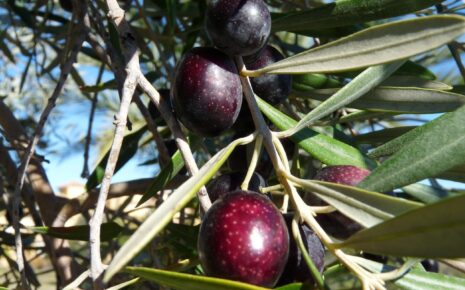 czarne oliwki naturalne nieoksydowane w naturalnej zalewie Kolebka Smaku